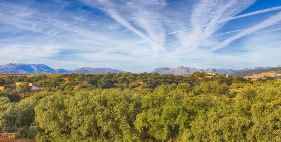 Sale of farm in Ronda 40
