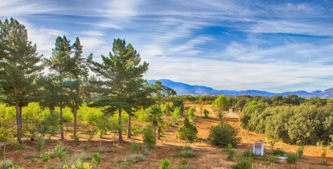 Sale of farm in Ronda 41