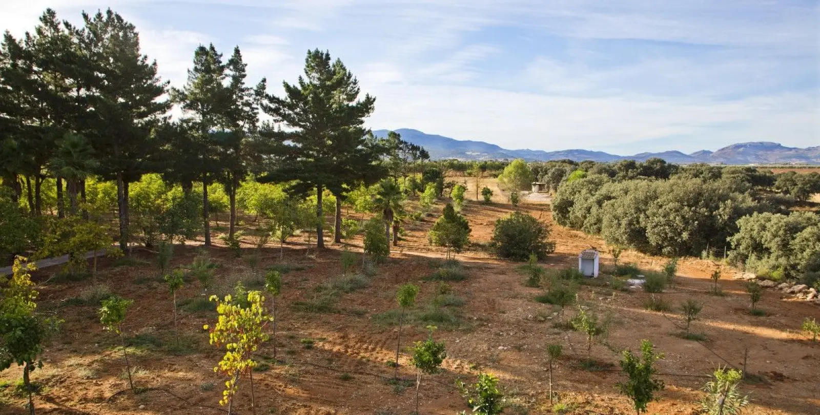 Продажа фермы в Ronda 8