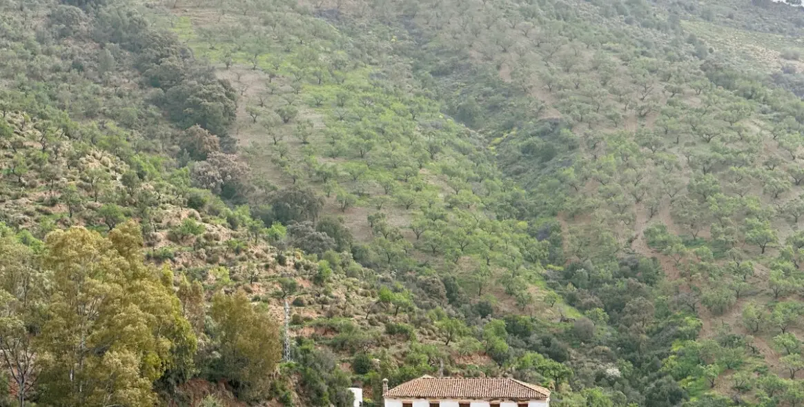 Sale of finca - cortijo in Pinares de San Antón 7