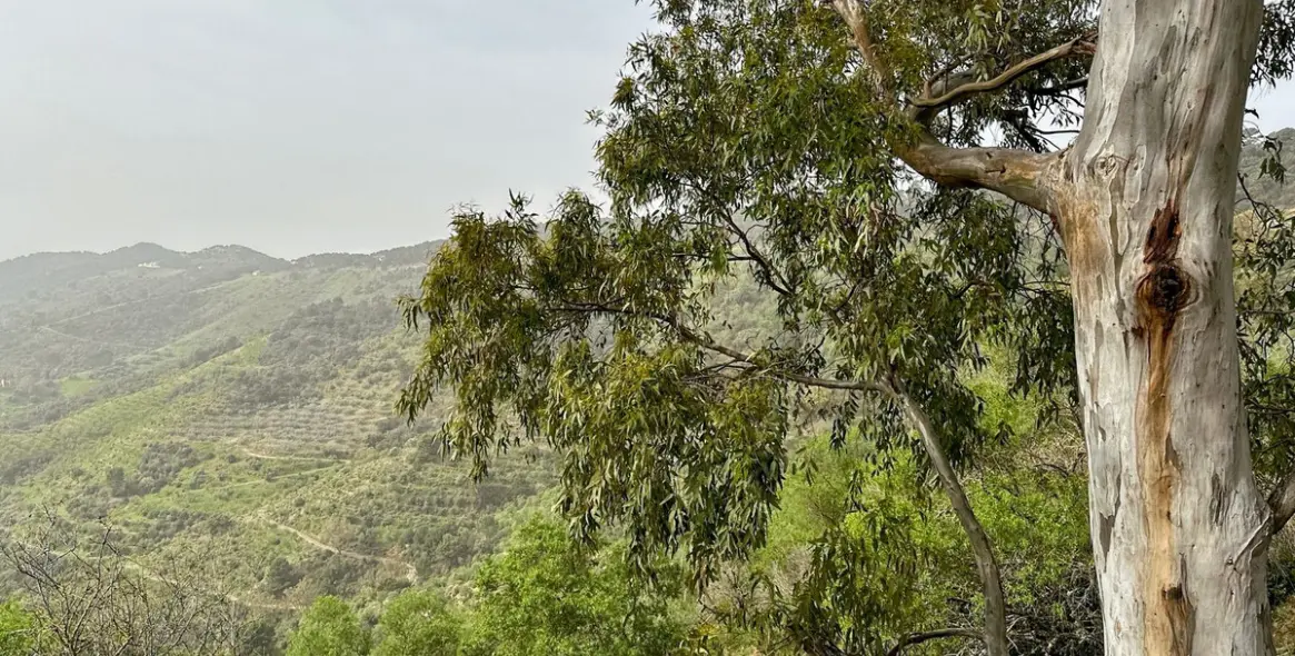 Sale of finca - cortijo in Pinares de San Antón 12
