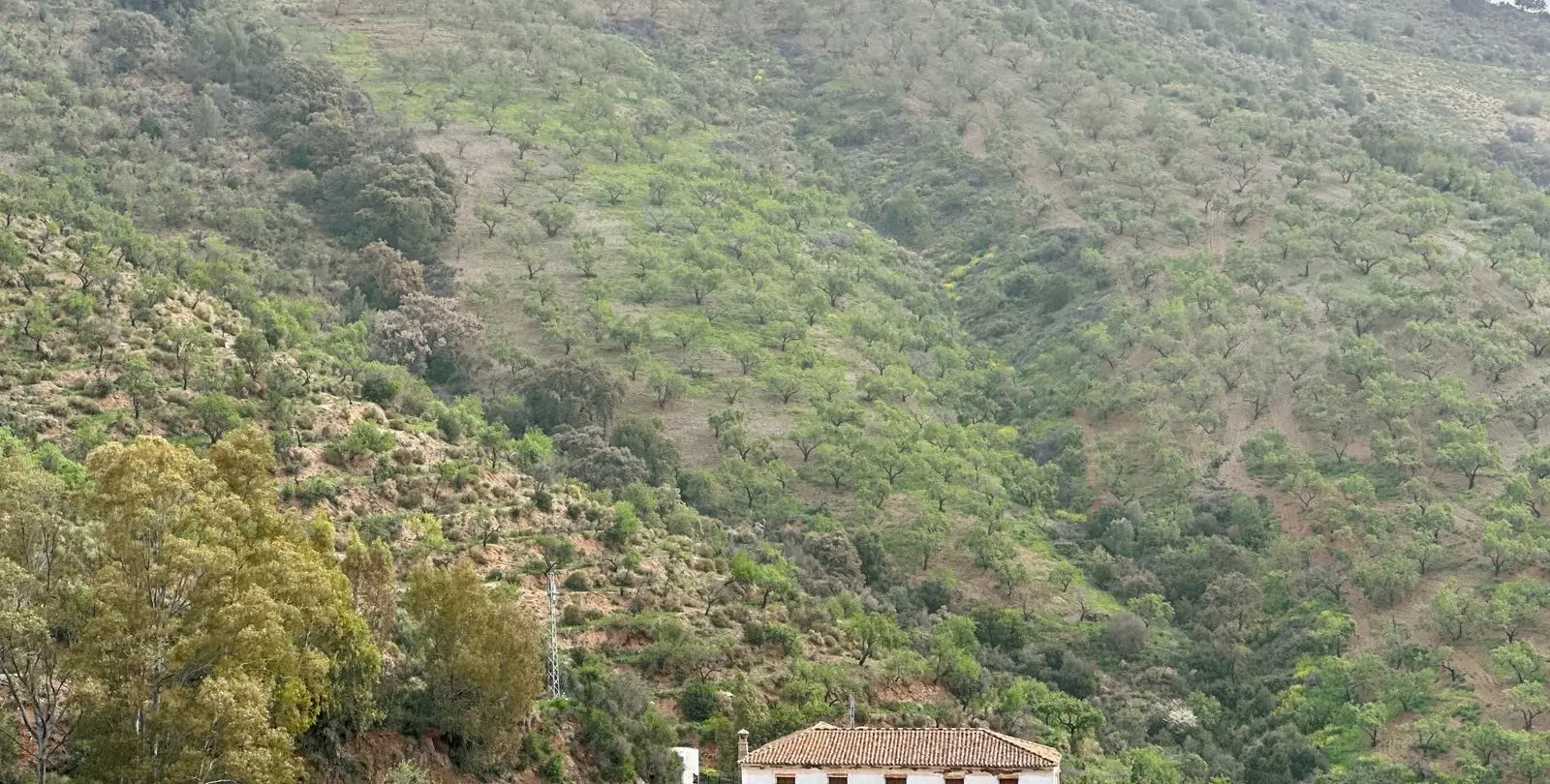 Venta de finca - cortijo en Pinares de San Antón 7
