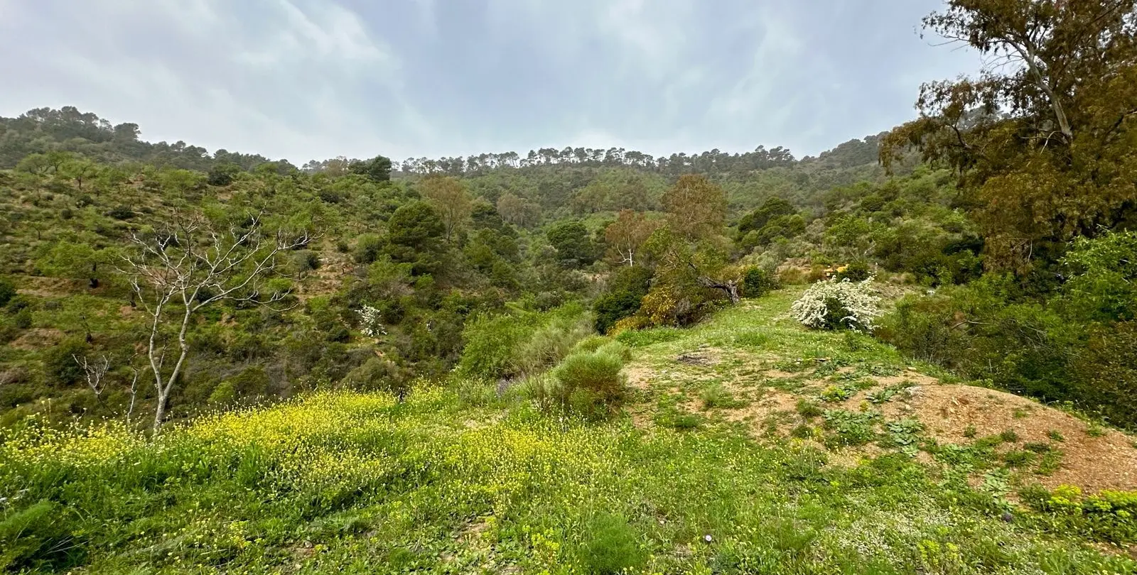 Venta de finca - cortijo en Pinares de San Antón 11
