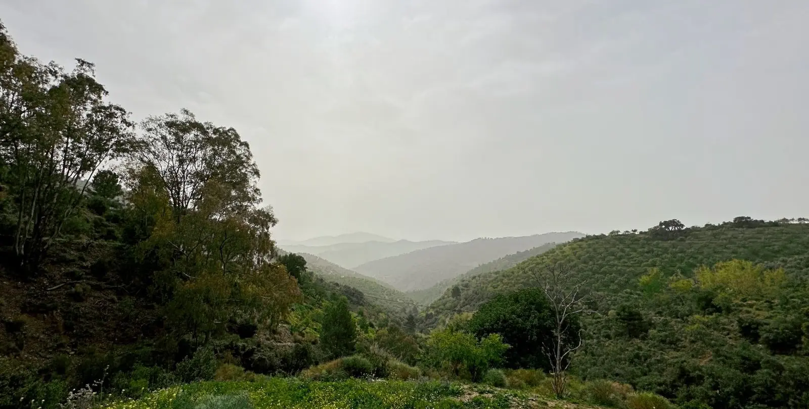 Venta de finca - cortijo en Pinares de San Antón 13