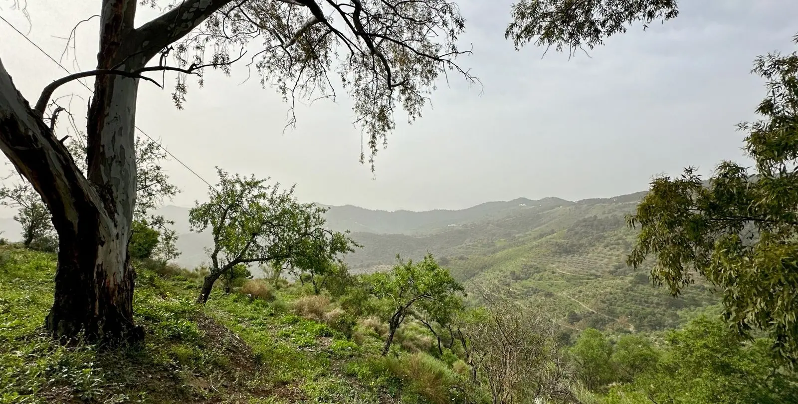 Venta de finca - cortijo en Pinares de San Antón 23