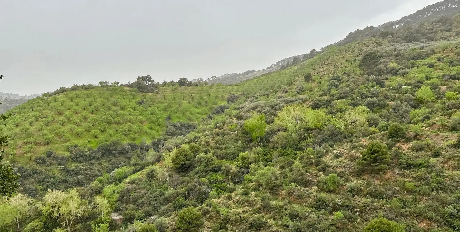 Venta de finca - cortijo en Pinares de San Antón 88