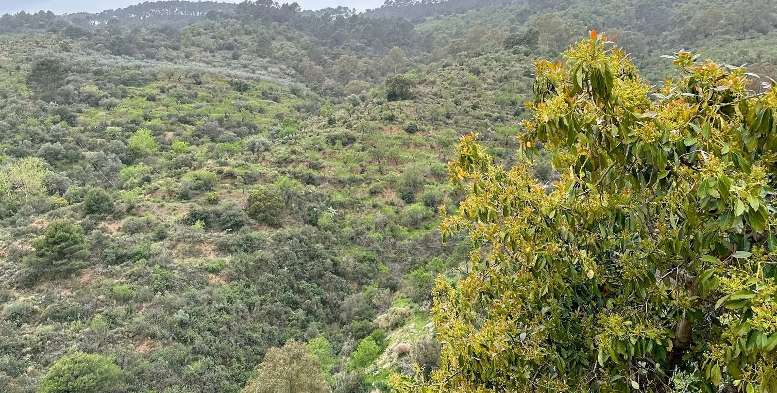 Venta de finca - cortijo en Pinares de San Antón 90