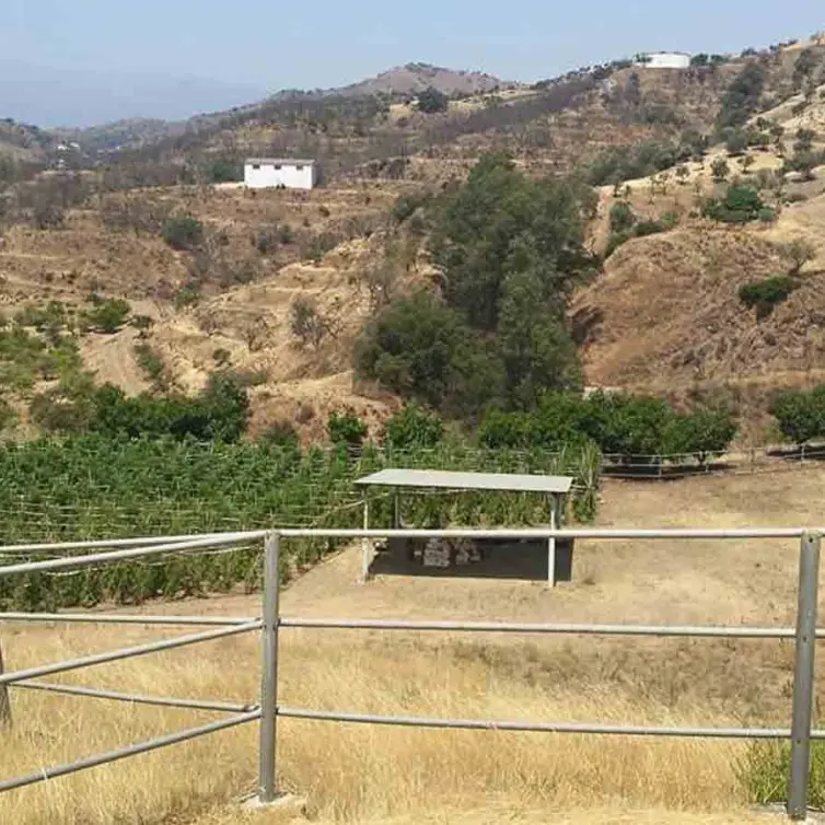 Sale of finca - cortijo in Coín