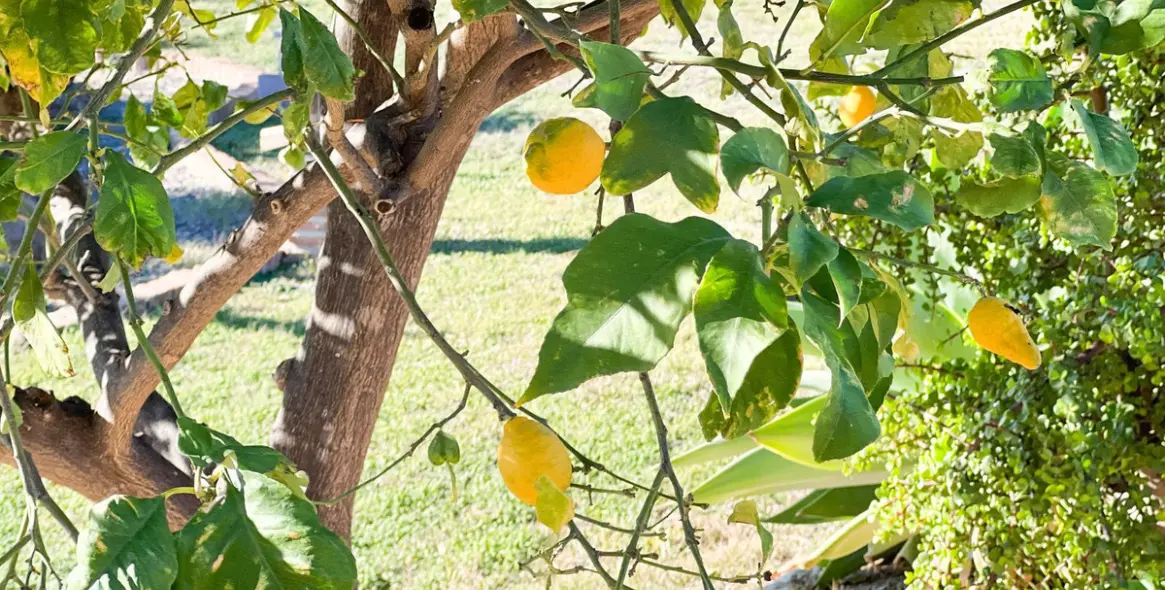 Продажа  отдельно стоящей виллы в Estepona 3