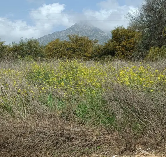 Venta de parcela residencial en The Golden Mile