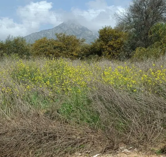 Venta de parcela residencial en The Golden Mile