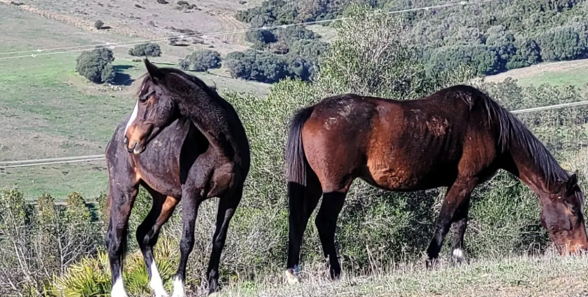 Продажа  отдельно стоящей виллы в San Martín de Tesorillo 2