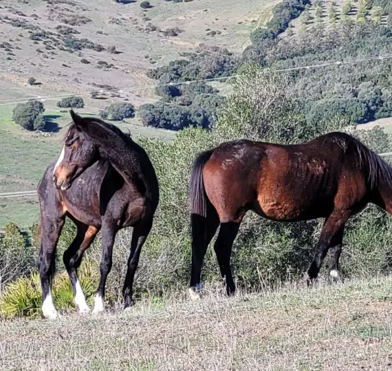 Продажа  отдельно стоящей виллы в San Martín de Tesorillo