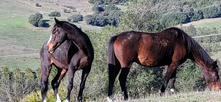Продажа  отдельно стоящей виллы в San Martín de Tesorillo 1