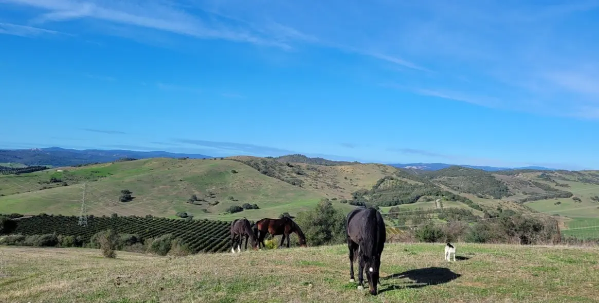 Продажа  отдельно стоящей виллы в San Martín de Tesorillo 15