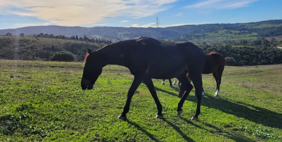 Продажа  отдельно стоящей виллы в San Martín de Tesorillo 18