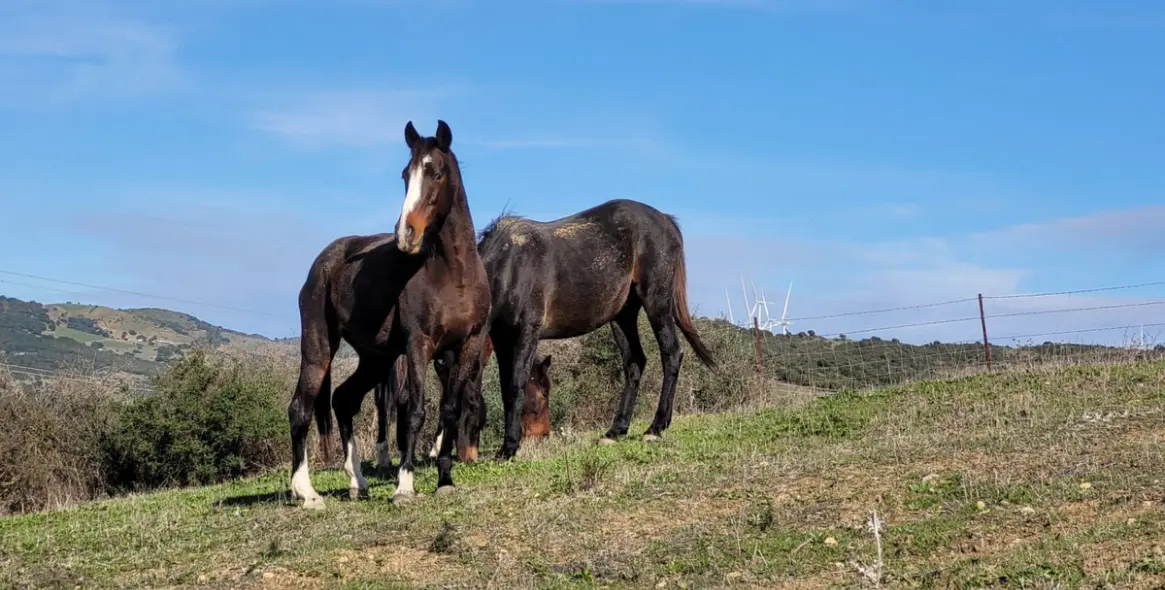 Продажа  отдельно стоящей виллы в San Martín de Tesorillo 19