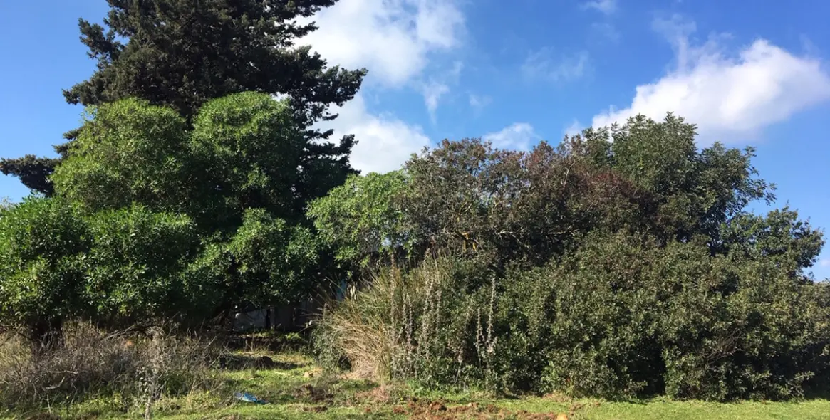 Продажа  жилого участка в Manilva 15