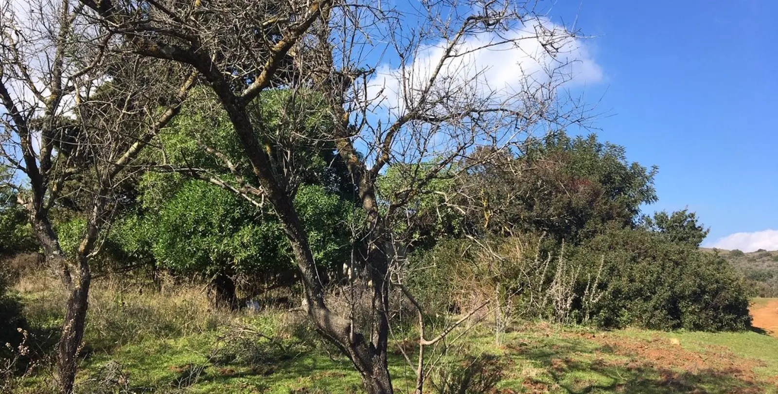 Sale of residential plot in Manilva 5