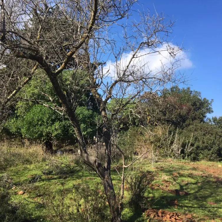 Sale of residential plot in Manilva
