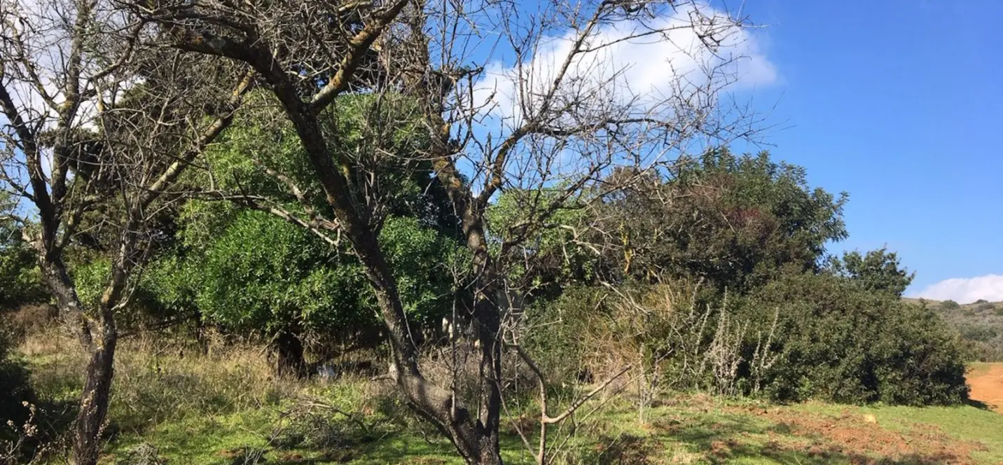Sale of residential plot in Manilva 4