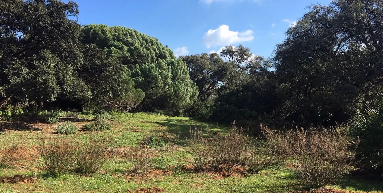 Sale of residential plot in Manilva 17