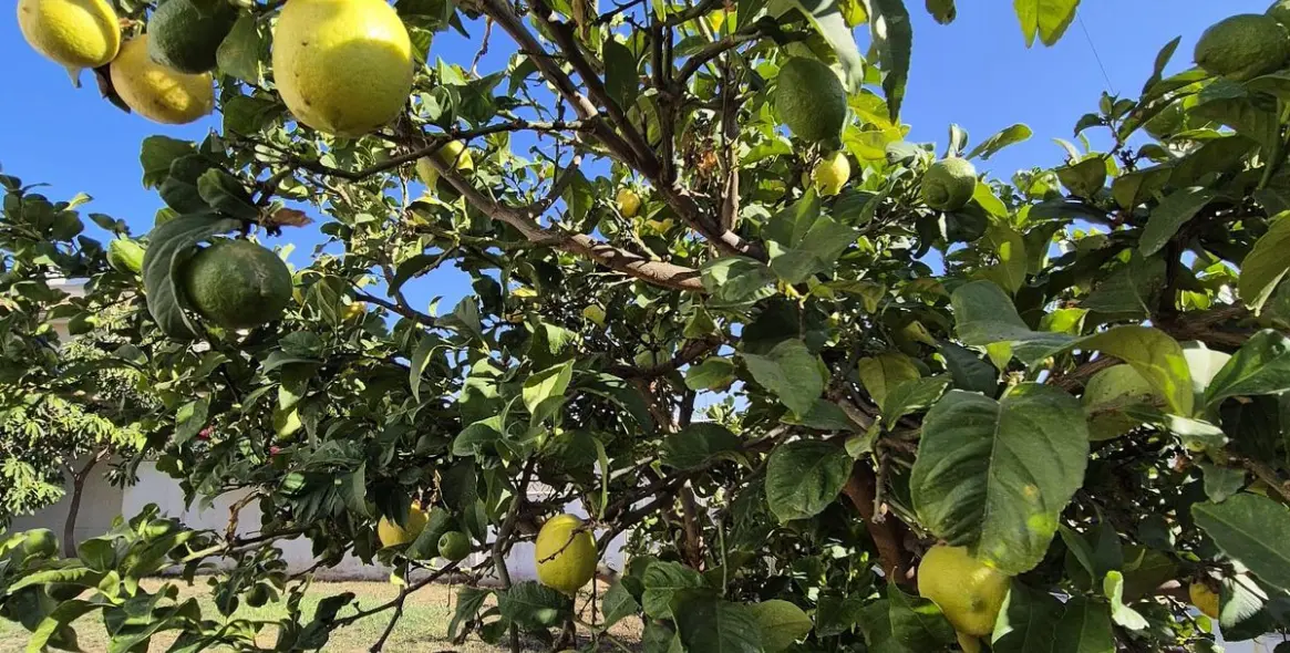 Продажа  отдельно стоящей виллы в San Pedro de Alcántara 21