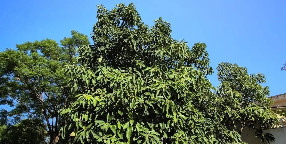 Продажа  отдельно стоящей виллы в San Pedro de Alcántara 45