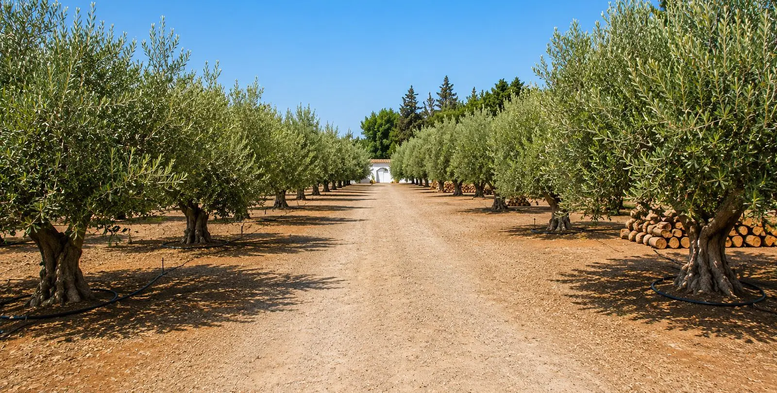 Sale of finca - cortijo in Estepona 34