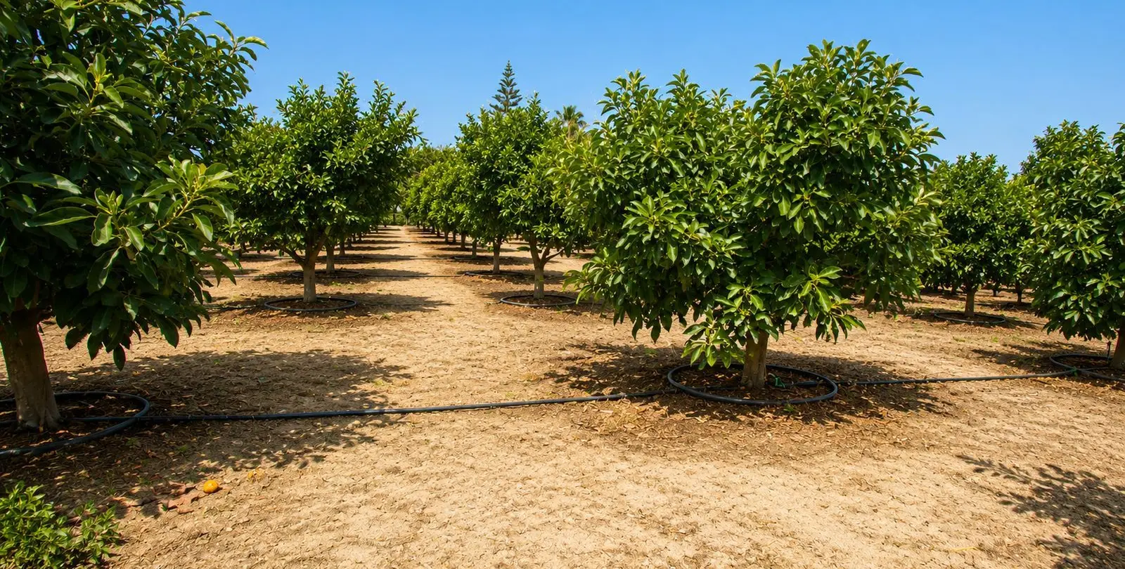 Sale of finca - cortijo in Estepona 36