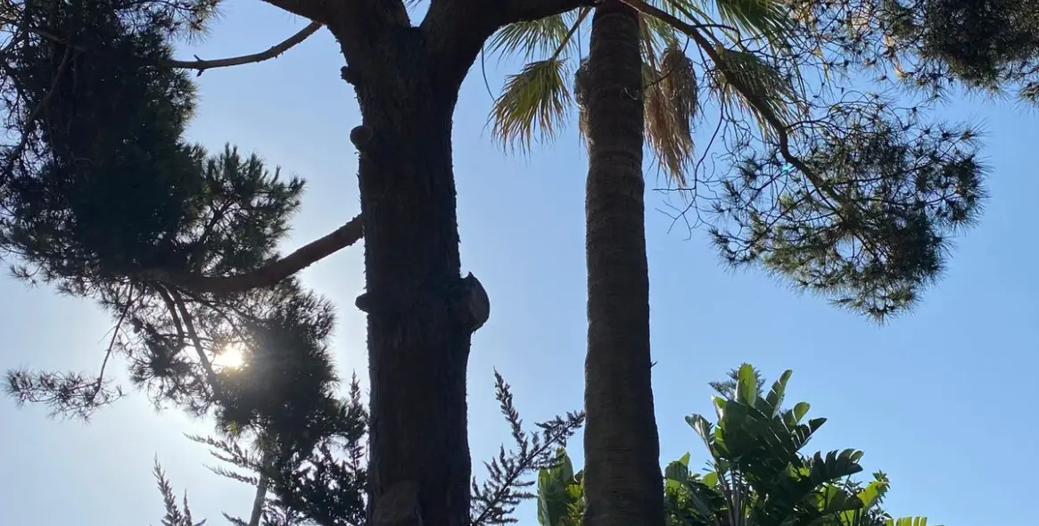 Продажа  отдельно стоящей виллы в Guadalmina Baja 18