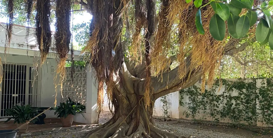 Продажа  отдельно стоящей виллы в Guadalmina Baja 19