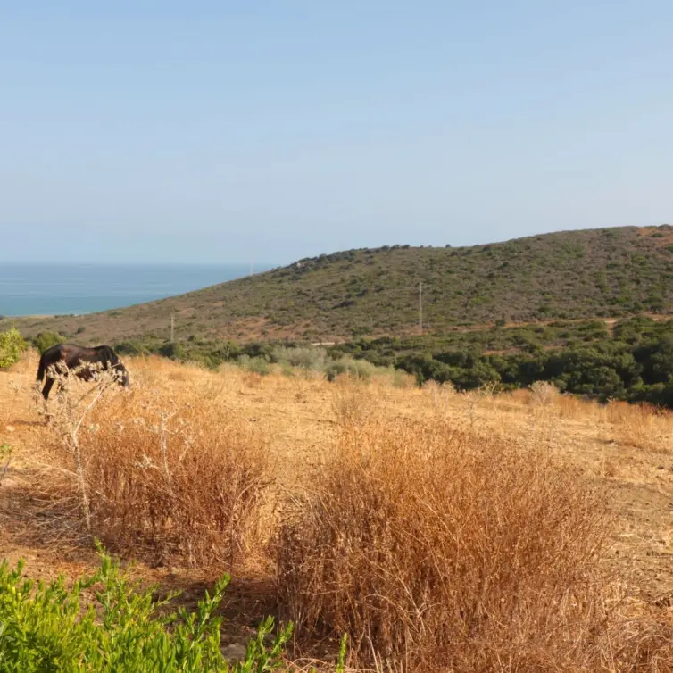 Sale of residential plot in Manilva