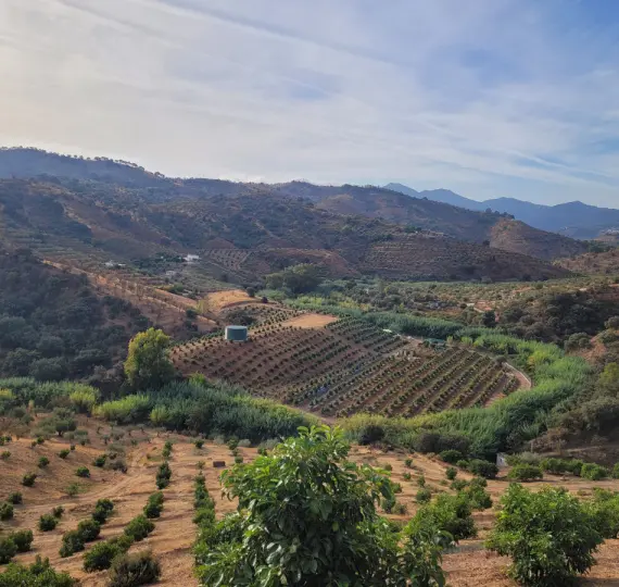 Жилой участок R4179451