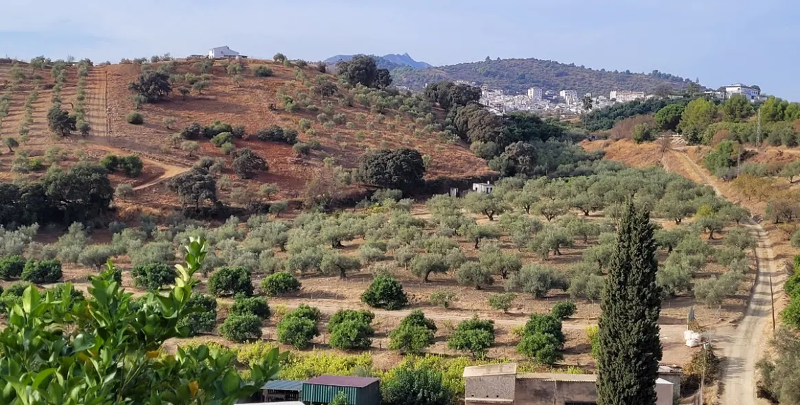 Продажа  жилого участка в Malaga (район Provincia de Málaga) 7