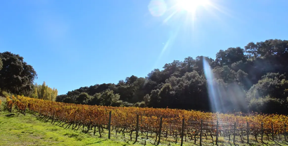 Продажа финки в Ronda 11