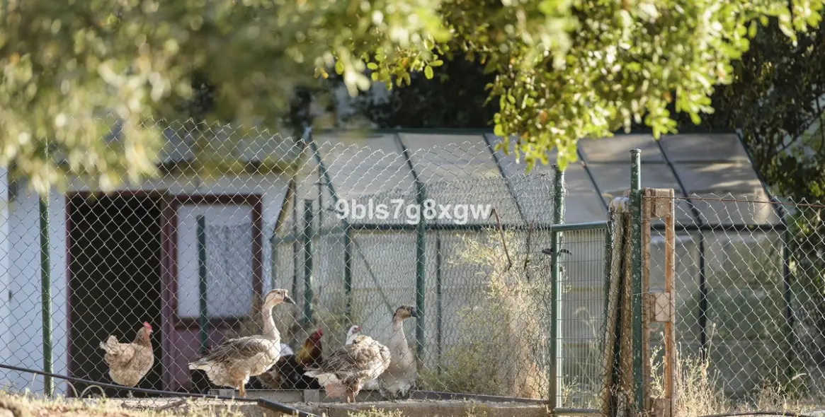 Venta de finca - cortijo en Gaucín 36