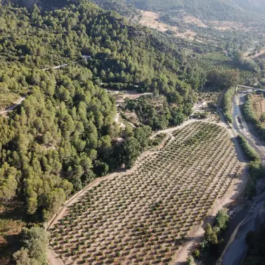 Sale of finca - cortijo in Gaucín