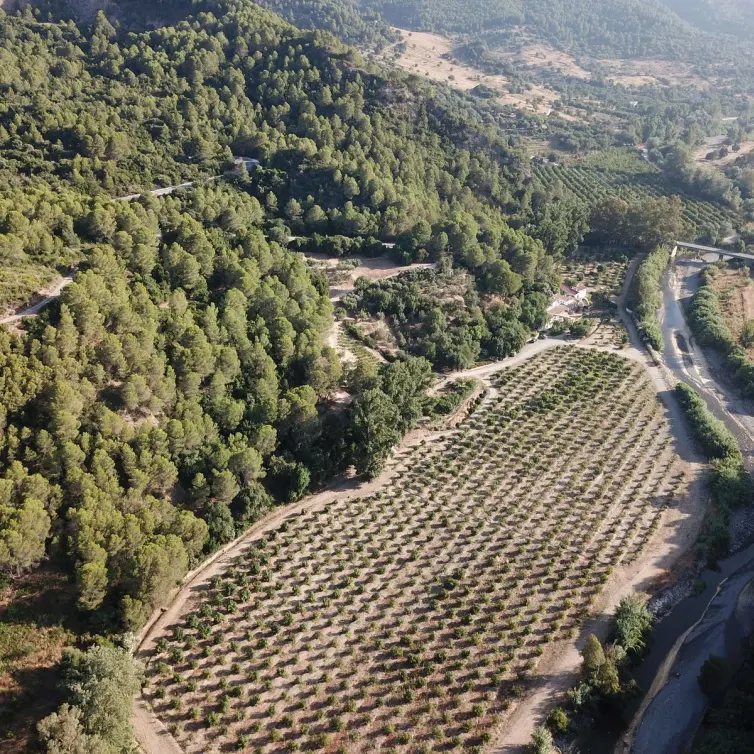 Sale of finca - cortijo in Gaucín
