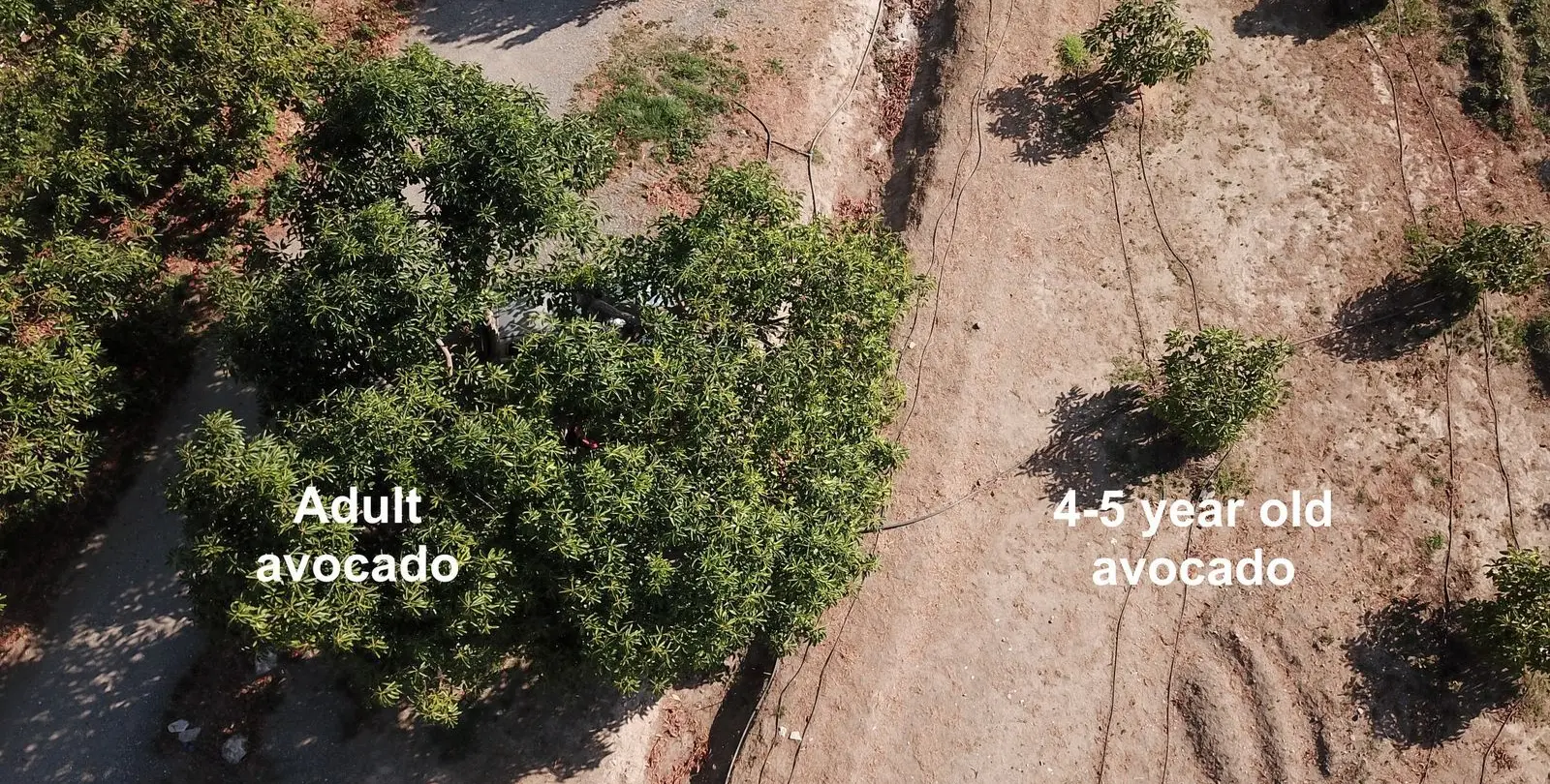 Sale of finca - cortijo in Gaucín 47