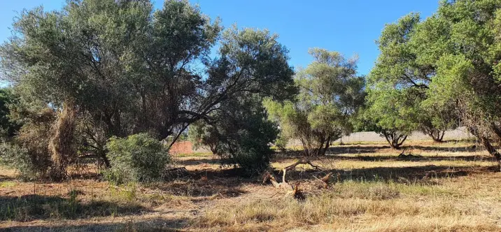 Venta de parcela residencial en San Pedro de Alcántara 0