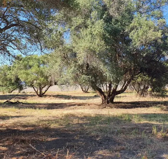 Venta de parcela residencial en San Pedro de Alcántara