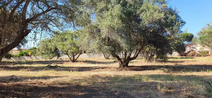 Venta de parcela residencial en San Pedro de Alcántara 4