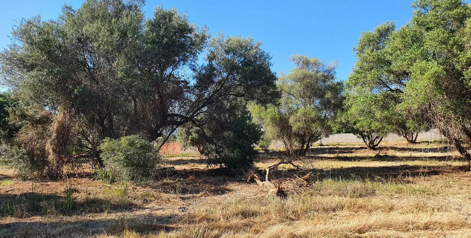 Venta de parcela residencial en San Pedro de Alcántara 1