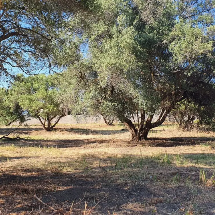 Продажа  жилого участка в San Pedro de Alcántara