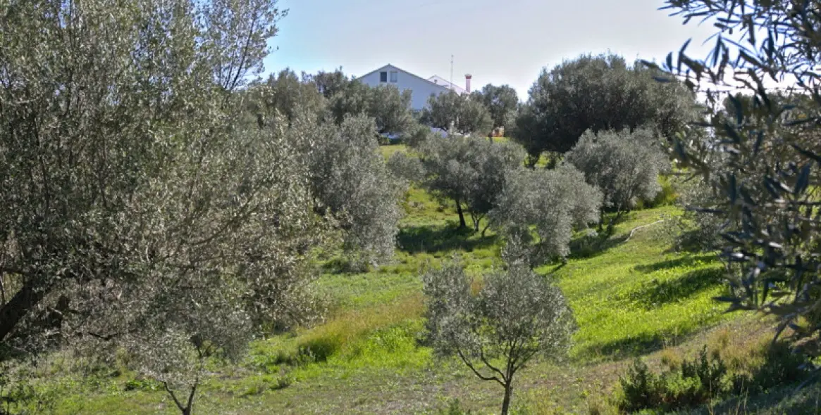 Sale of detached villa in Elviria 13