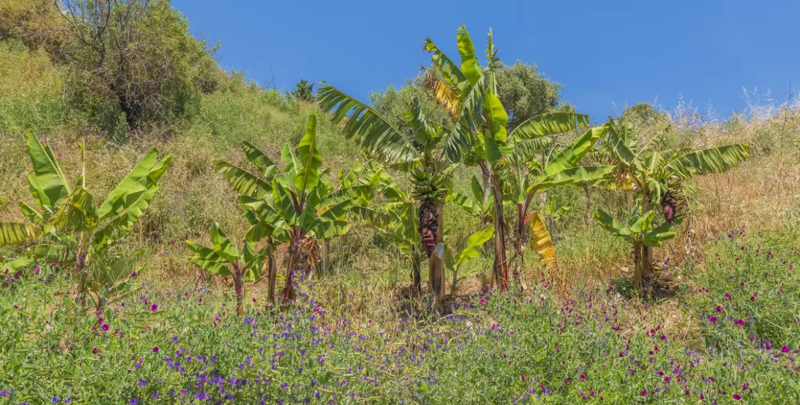 Venta de parcela residencial en Estepona (distrito Estepona) 4