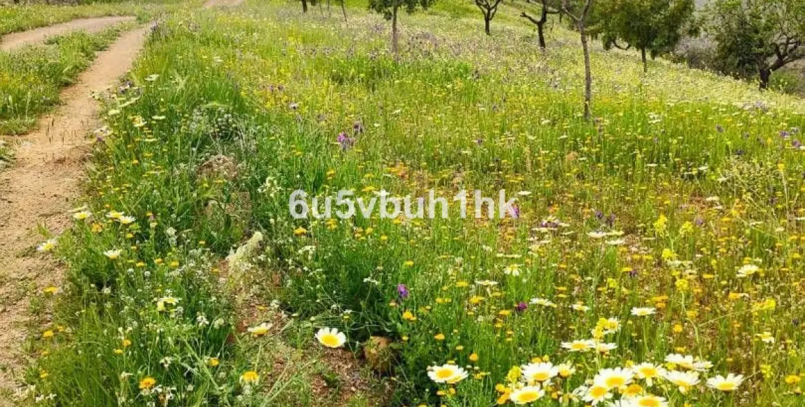 Sale of residential plot in Malaga 36