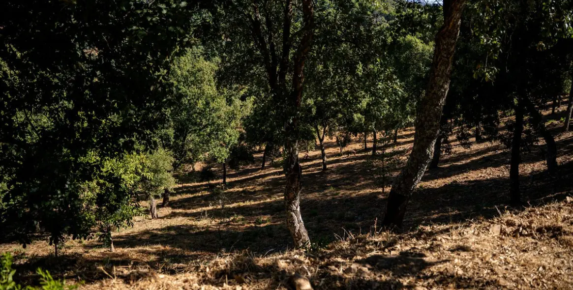 Продажа  отдельно стоящей виллы в Gaucín 88