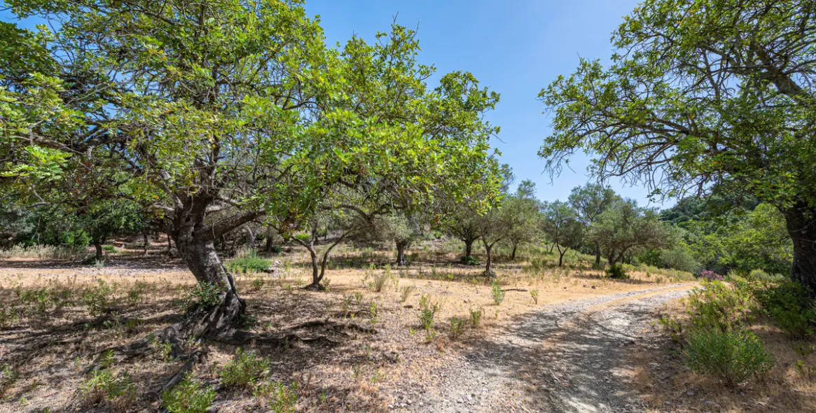 Sale of residential plot in La Zagaleta 5